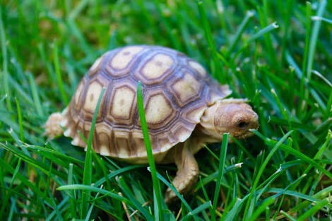 OBEZİTE VE METABOLİK CERRAHİ YAŞAM SÜRESİNİ UZATIYOR!